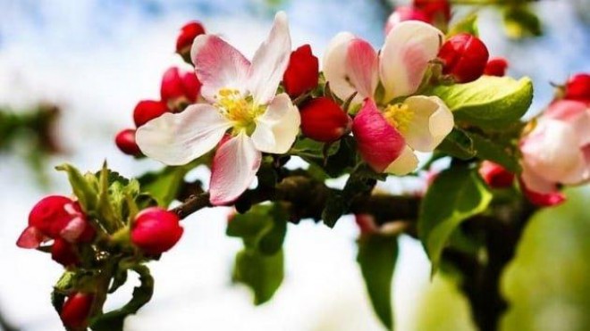 Novruz bayramında bir həftə iş olmayacaq