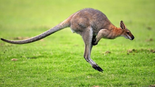 Kenquru modellərə hücum etdi - video