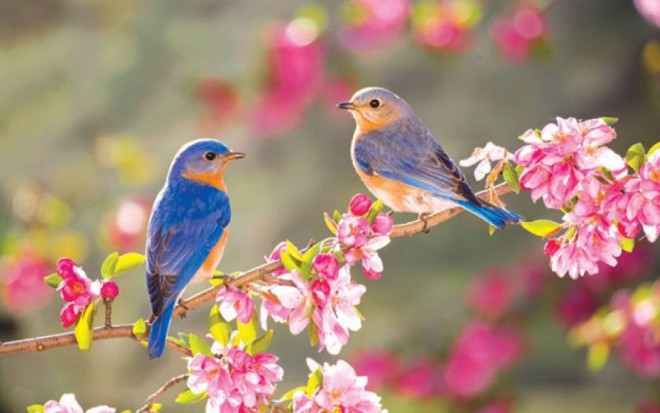 Bakıda sabah 36 dərəcə isti olacaq