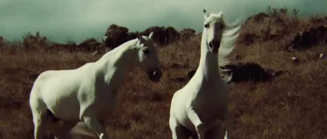 Qarabağ atlarına yeni mahnı yazıldı - foto